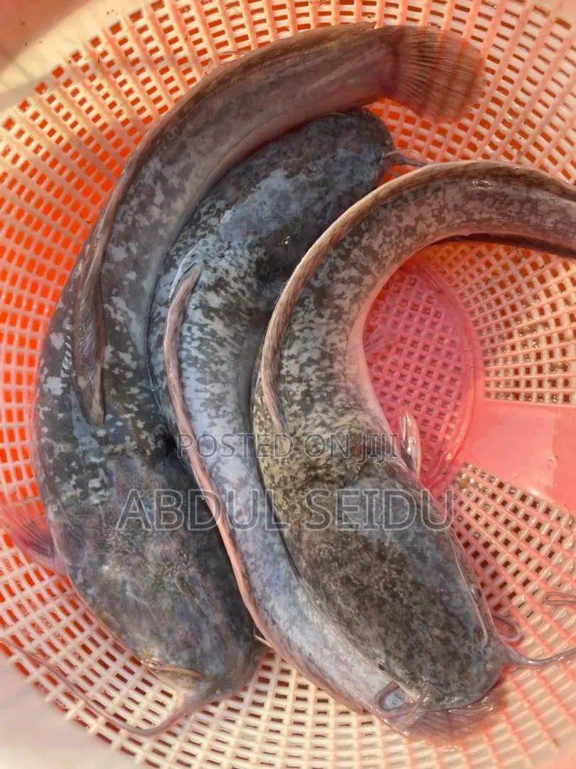 Fresh Catfish for Sale – Clean Affordable