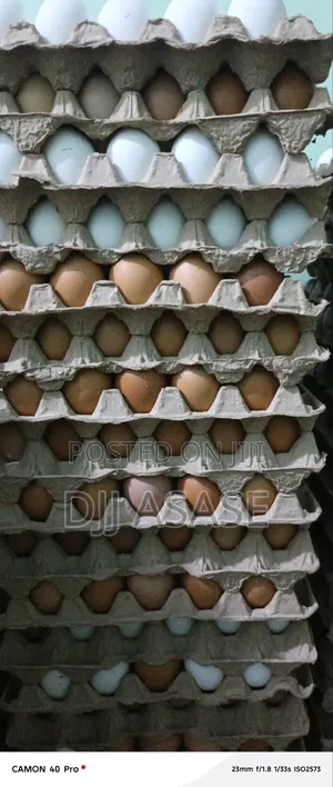 Fresh Eggs Available