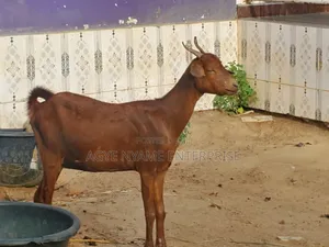 Sokoto Red Female Goats