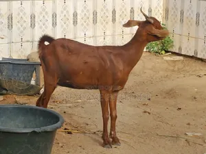 Sokoto Red Female Goats