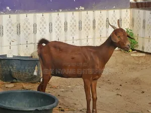 Sokoto Red Female Goats