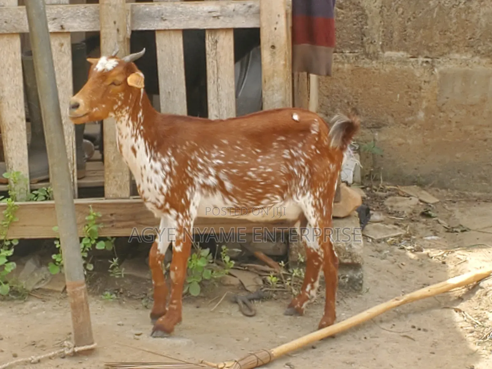 Sokoto Red Female Goats