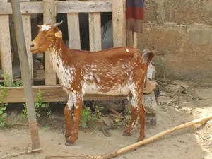 Sokoto Red Female Goats