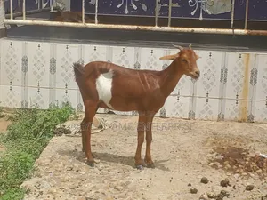 Sokoto Red Female Goats