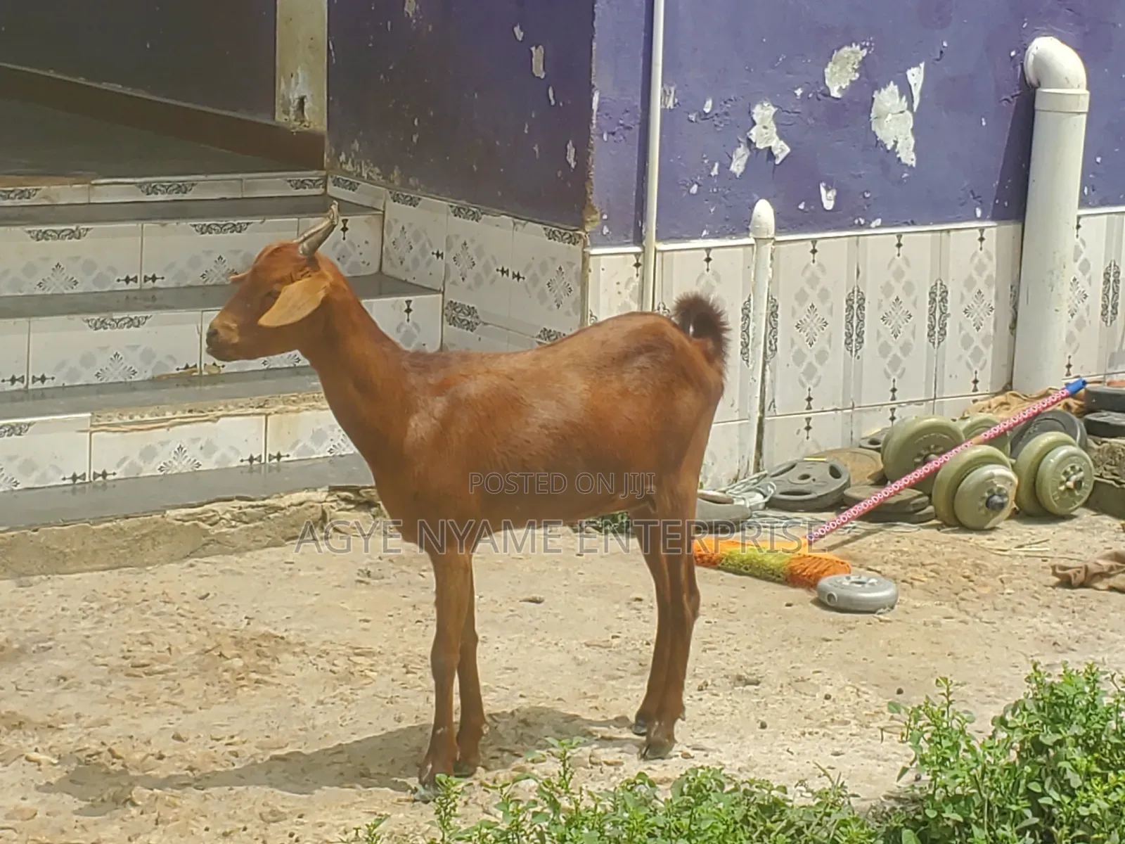 Sokoto Red Female Goats