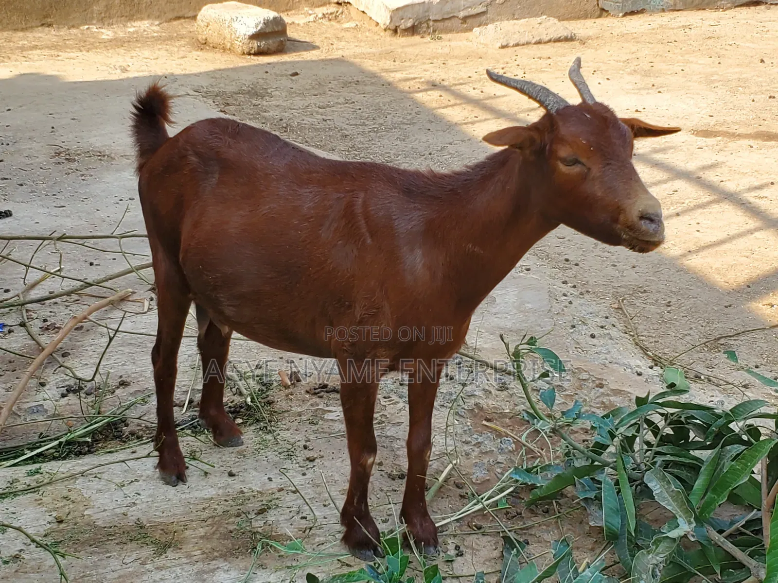 Sokoto Red Female Goats