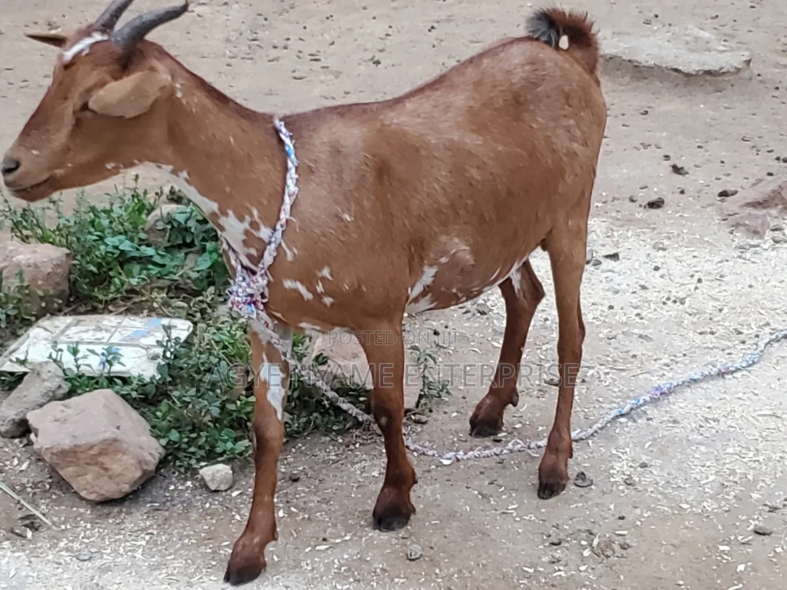 Sokoto Red Female Goats