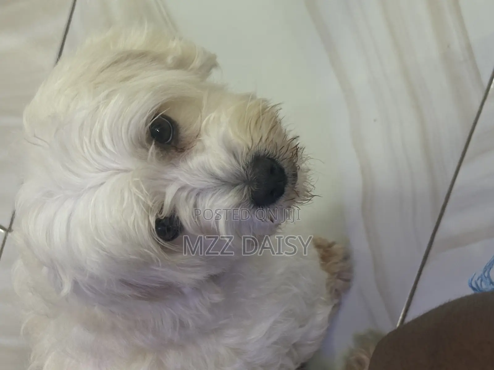 1+ year Male Purebred Maltese