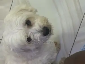 1+ year Male Purebred Maltese