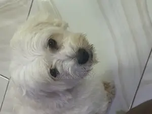 1+ year Male Purebred Maltese
