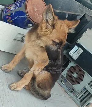 6-12 months Female Purebred German Shepherd