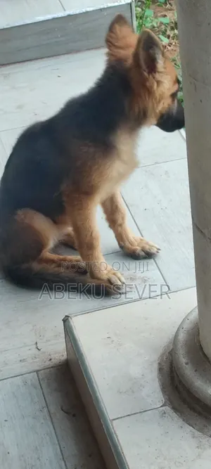 6-12 months Female Purebred German Shepherd