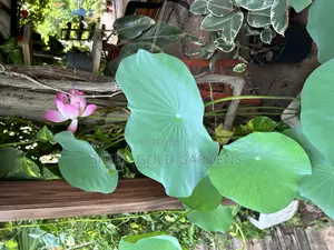 Landscaping and Garden Maintenance Services