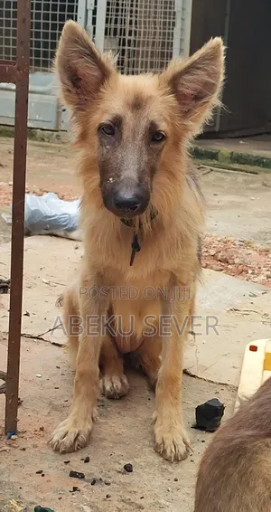 6-12 months Female Purebred German Shepherd