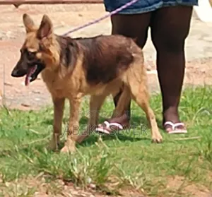 German Shepherd Available