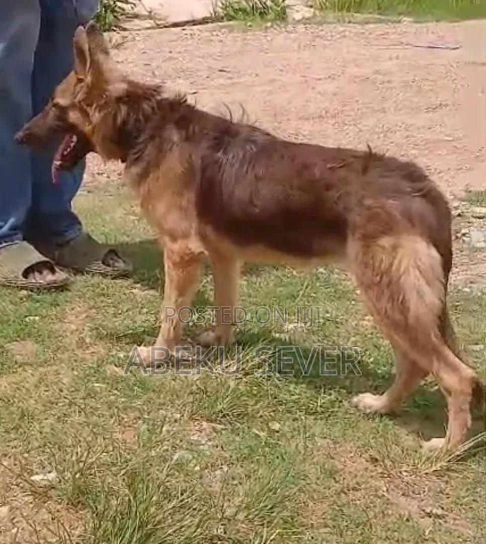 German Shepherd Available