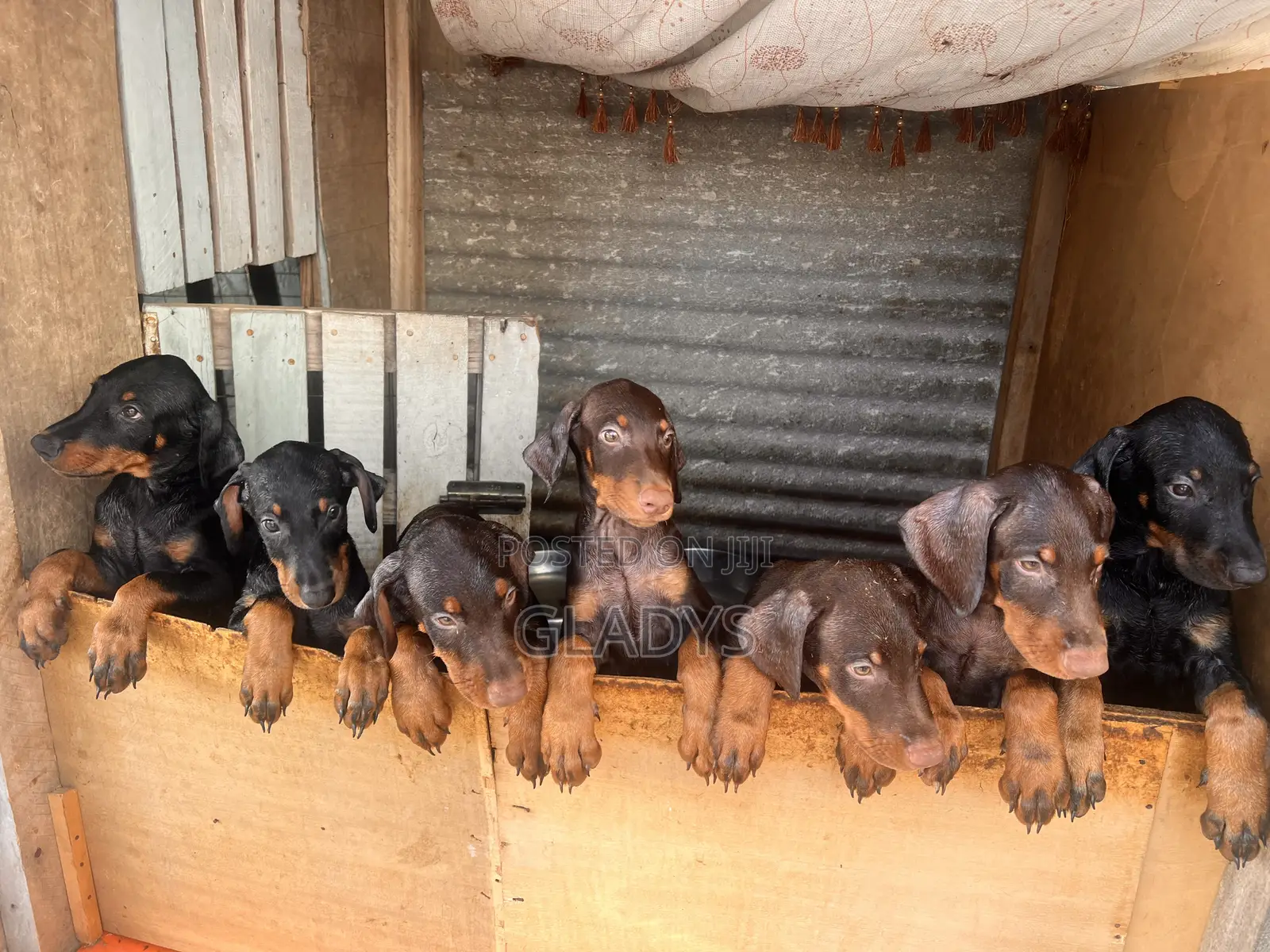1-3 months Male Purebred Doberman Pinscher