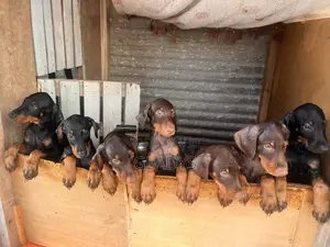 1-3 months Male Purebred Doberman Pinscher