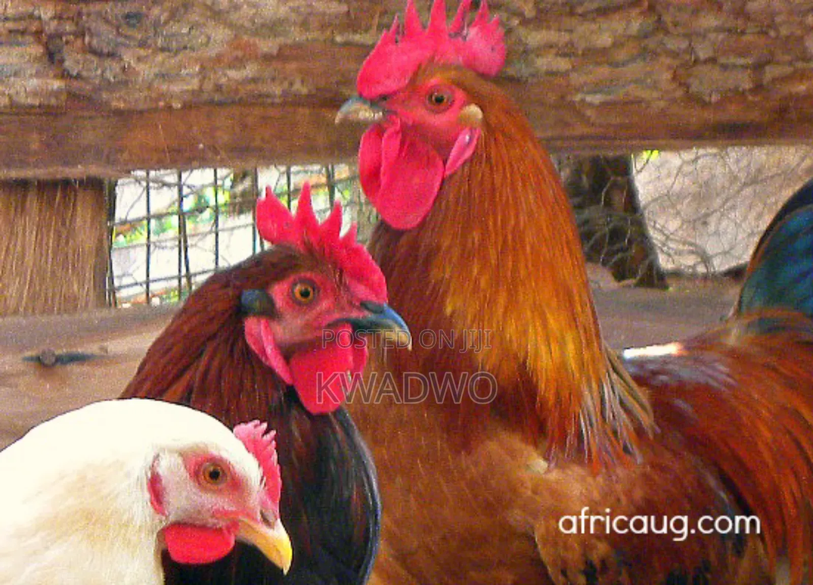 Kuroiler Birds and Fertile Eggs