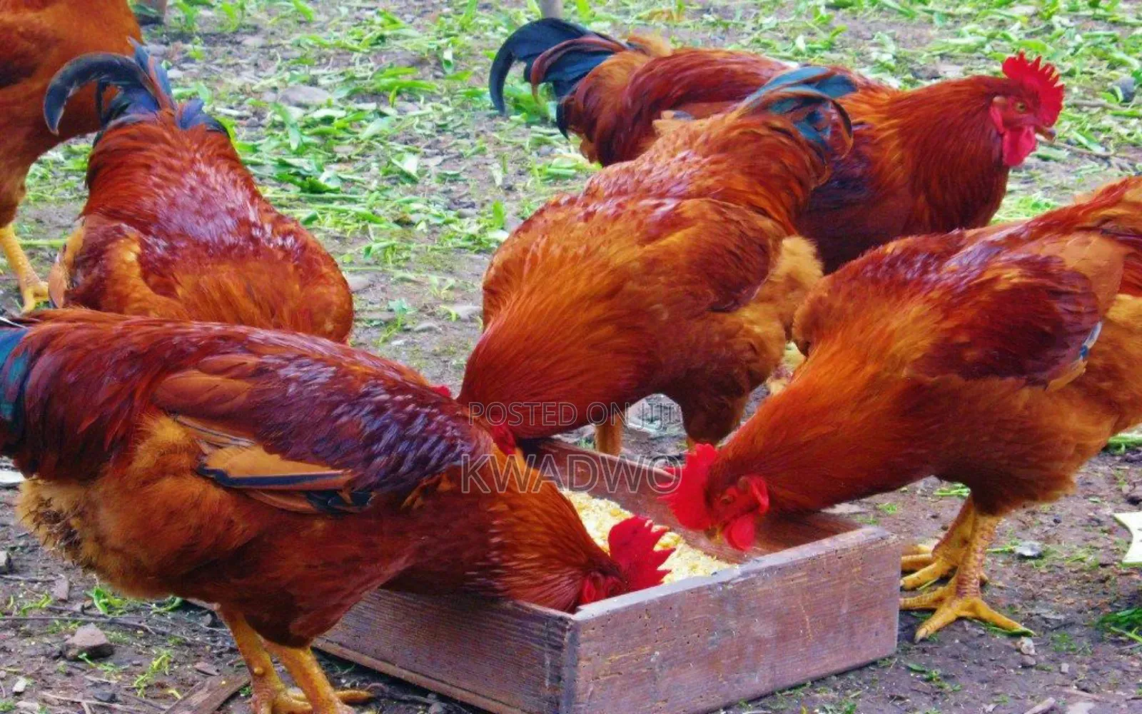 Kuroiler Birds and Fertile Eggs