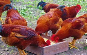 Kuroiler Birds and Fertile Eggs
