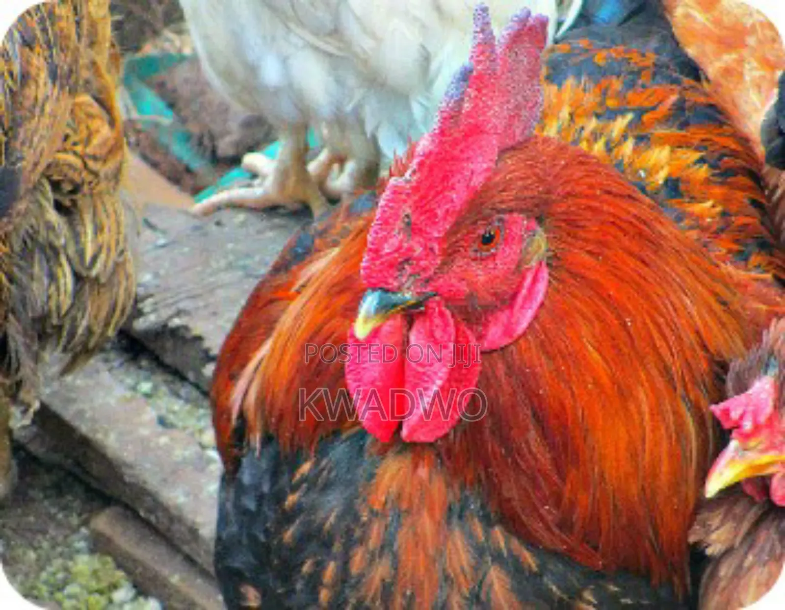 Kuroiler Birds and Fertile Eggs
