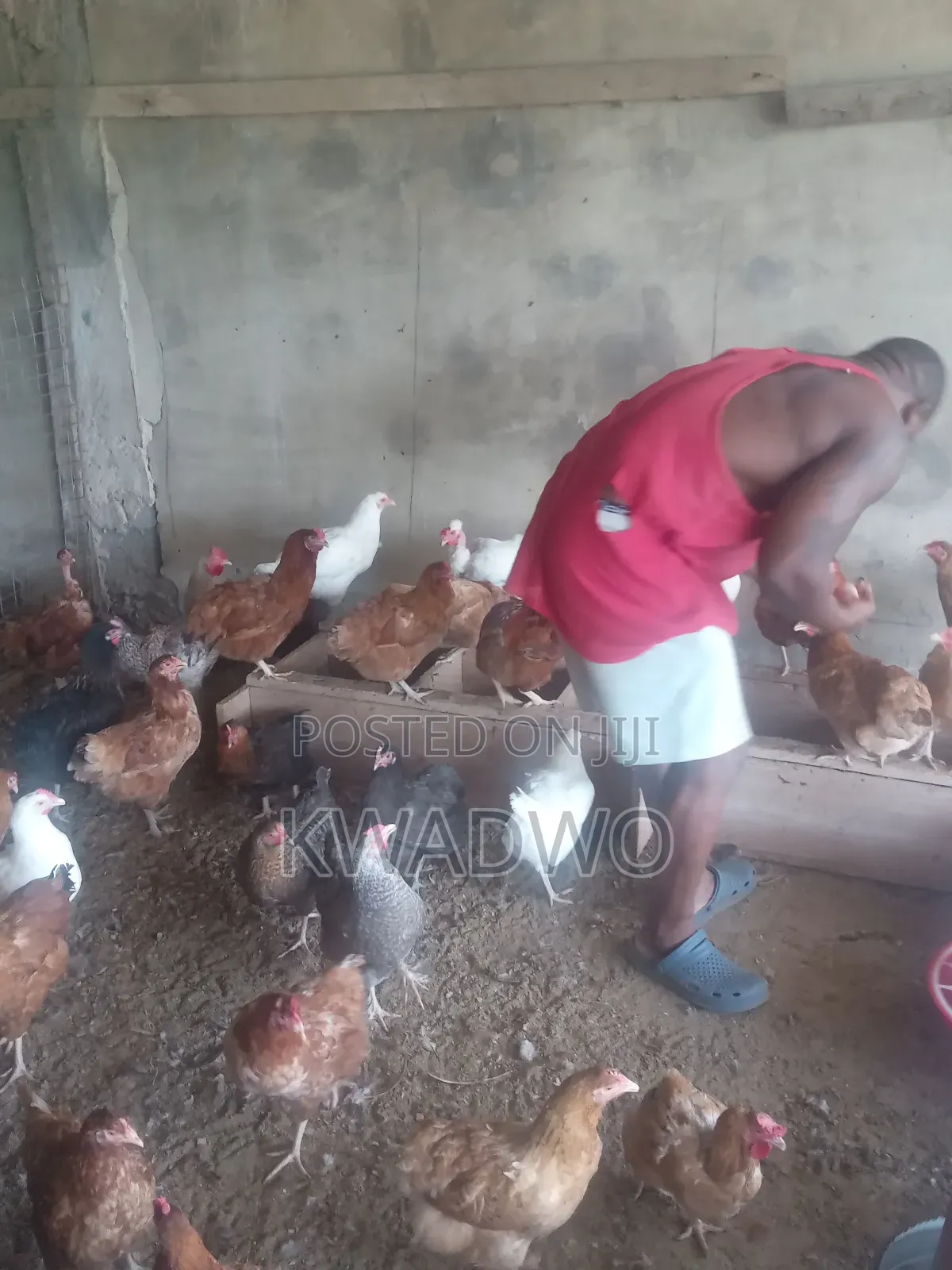 Kuroiler Birds and Fertile Eggs