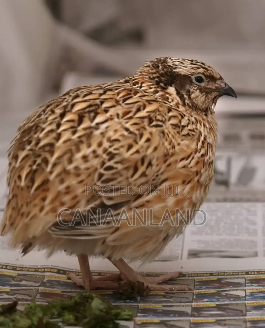 Matured Quails Males Females