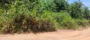 Seven Acres of Farmland a Bayerebon Around Nyinahin Bibiani Road For
