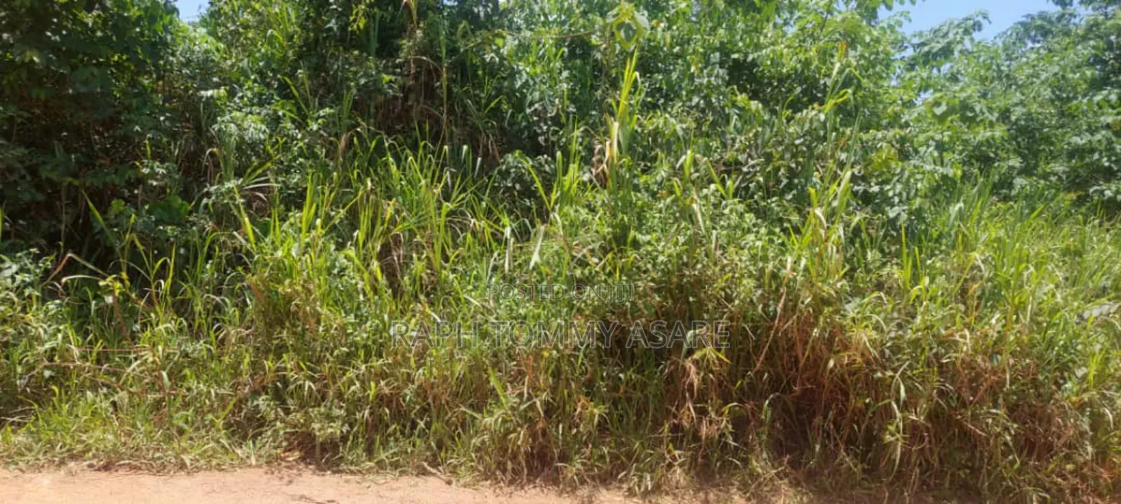 Seven Acres of Farmland a Bayerebon Around Nyinahin Bibiani Road For