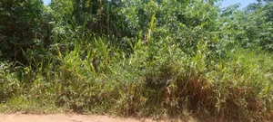 Seven Acres of Farmland a Bayerebon Around Nyinahin Bibiani Road For