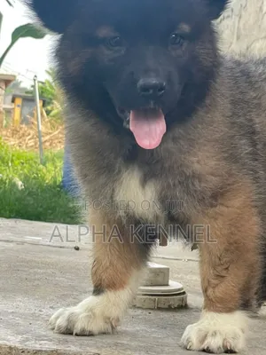 1-3 months Male Purebred Caucasian Shepherd