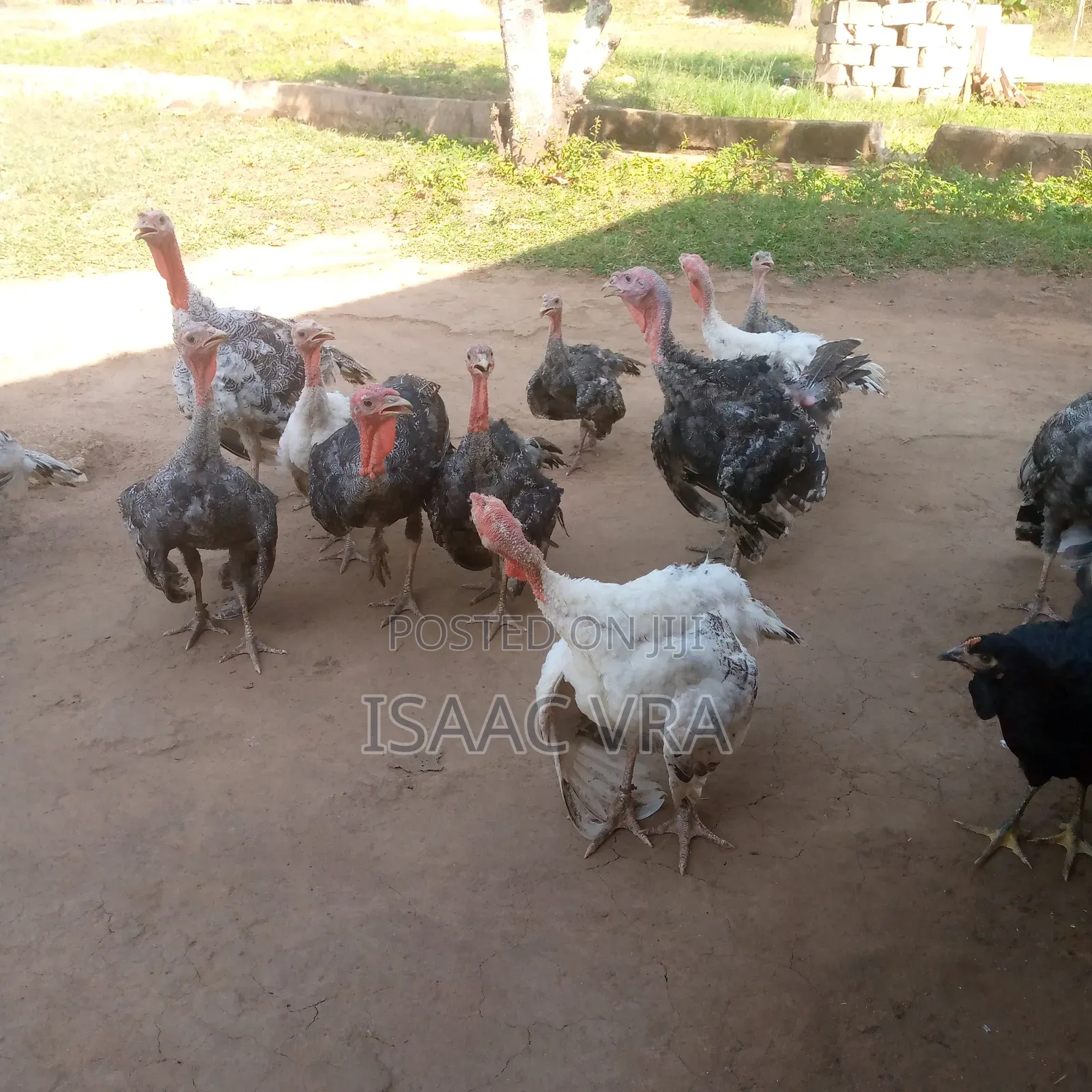 Male and Female Local Turkey