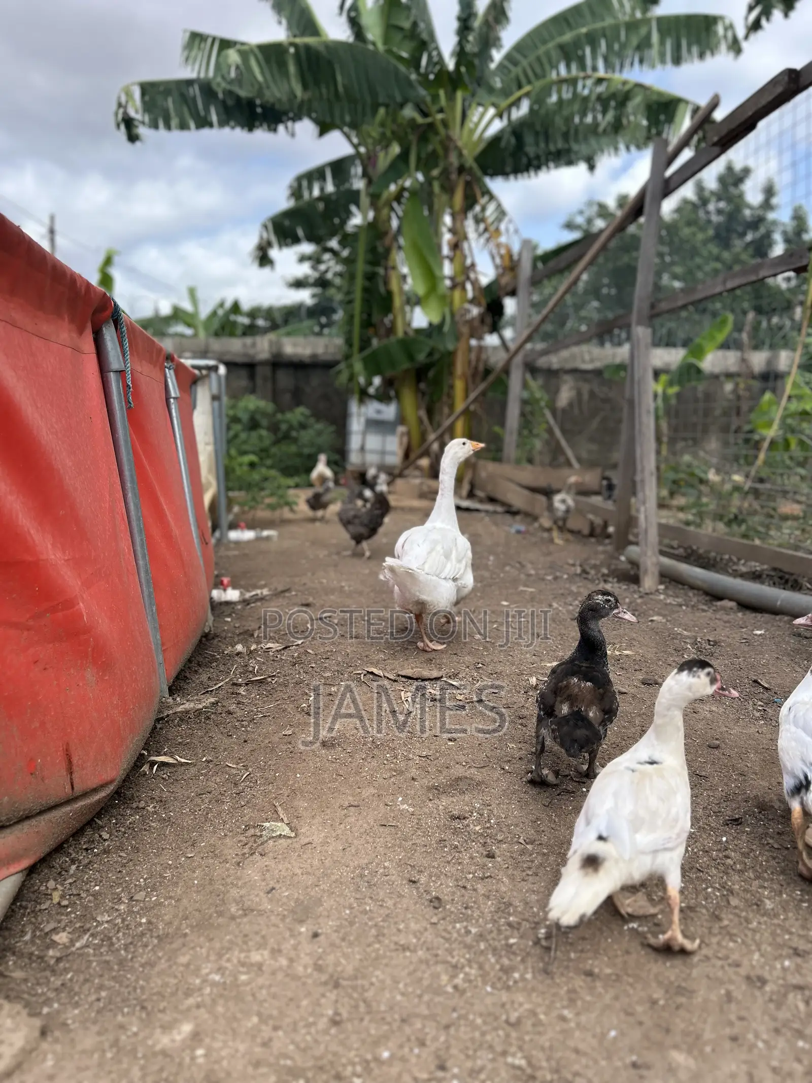 Young and Healthy Geese