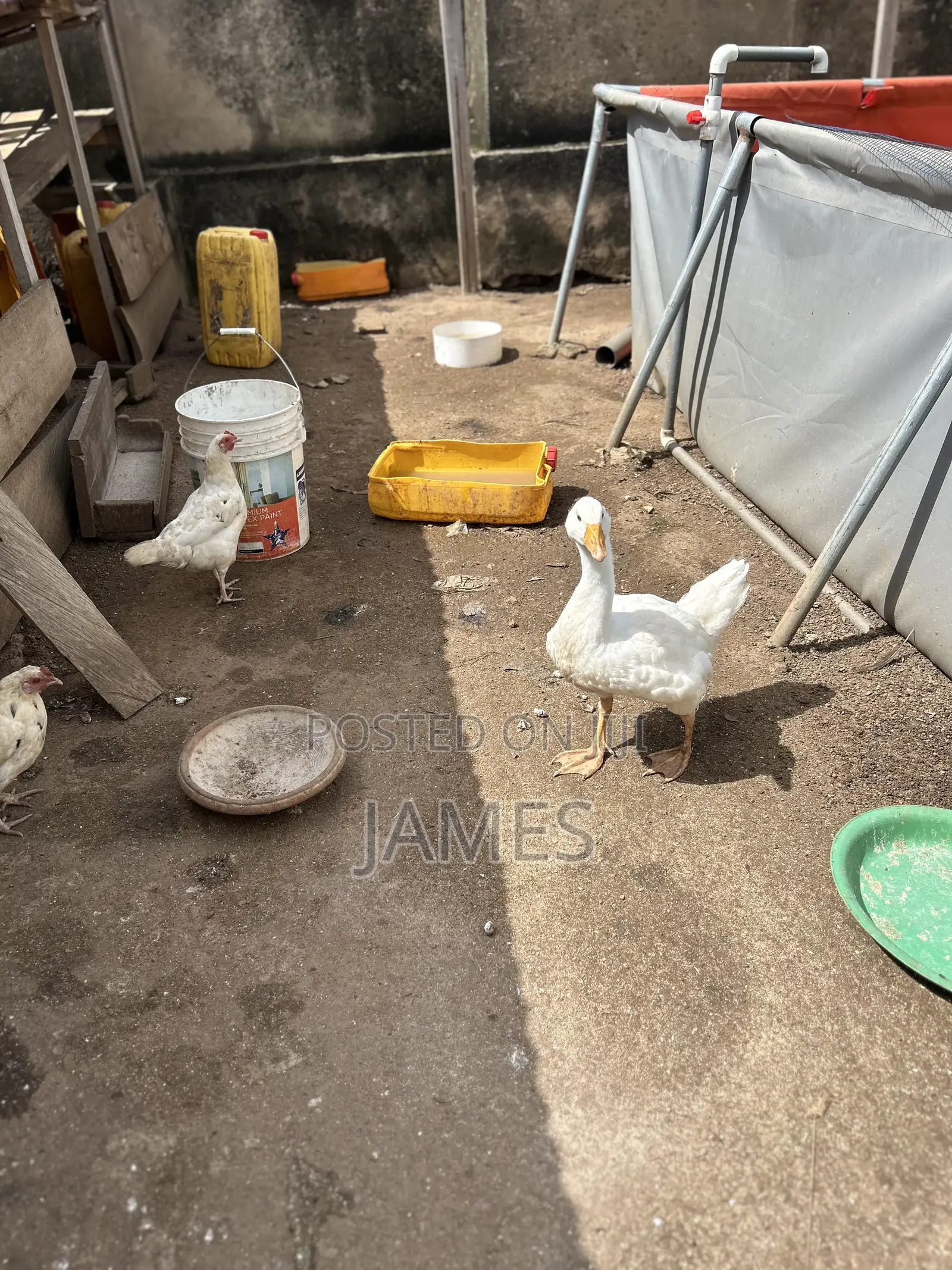 Young and Healthy Geese