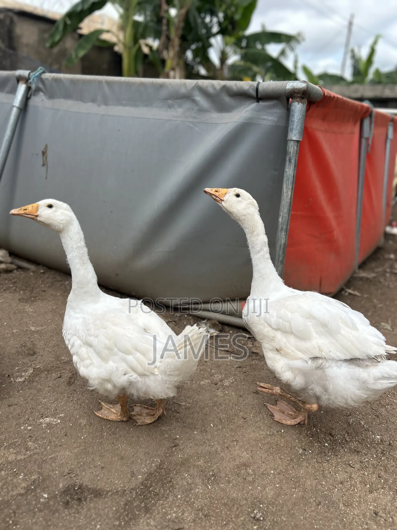 Young and Healthy Geese