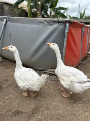 Young and Healthy Geese