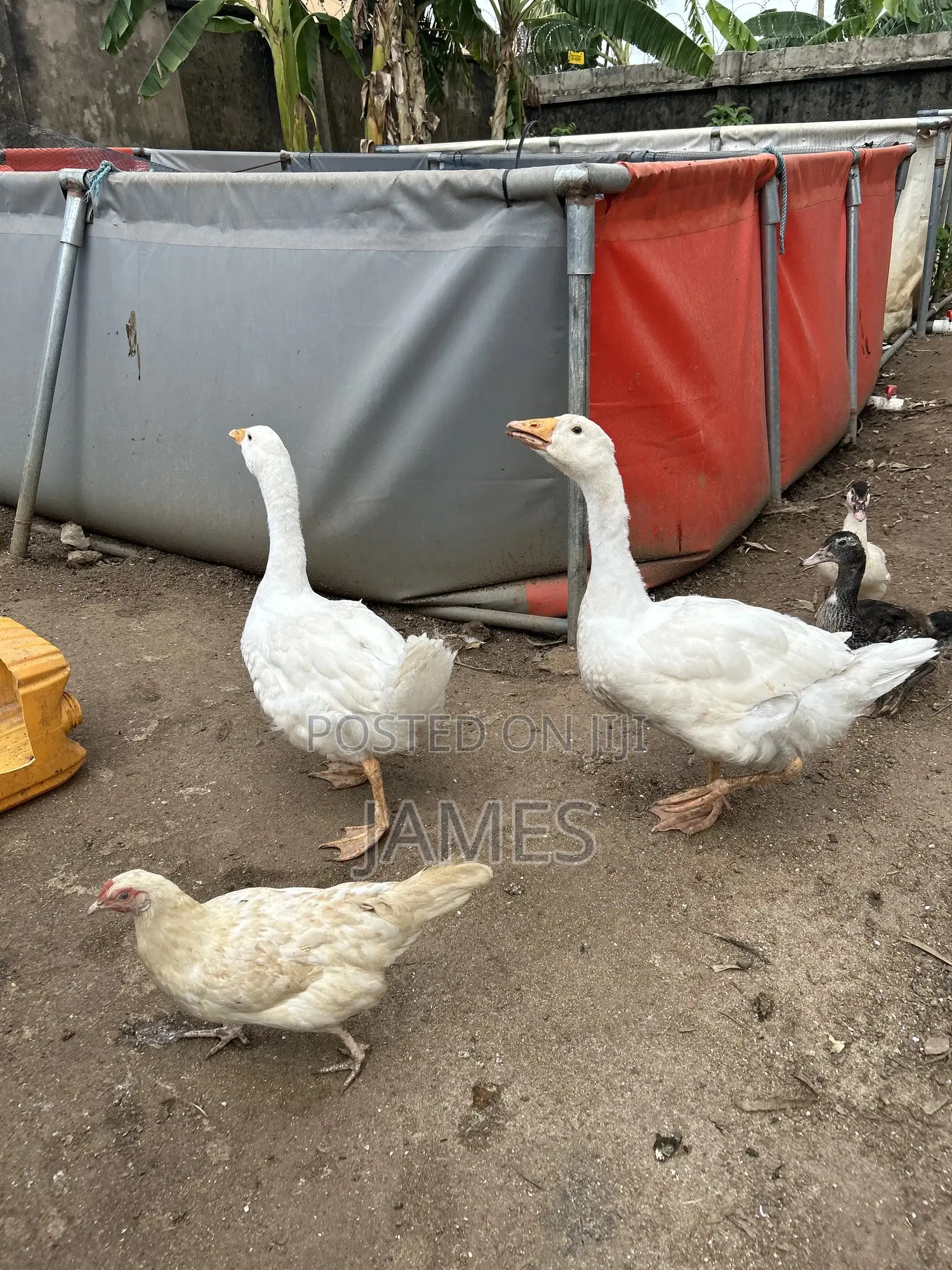 Young and Healthy Geese