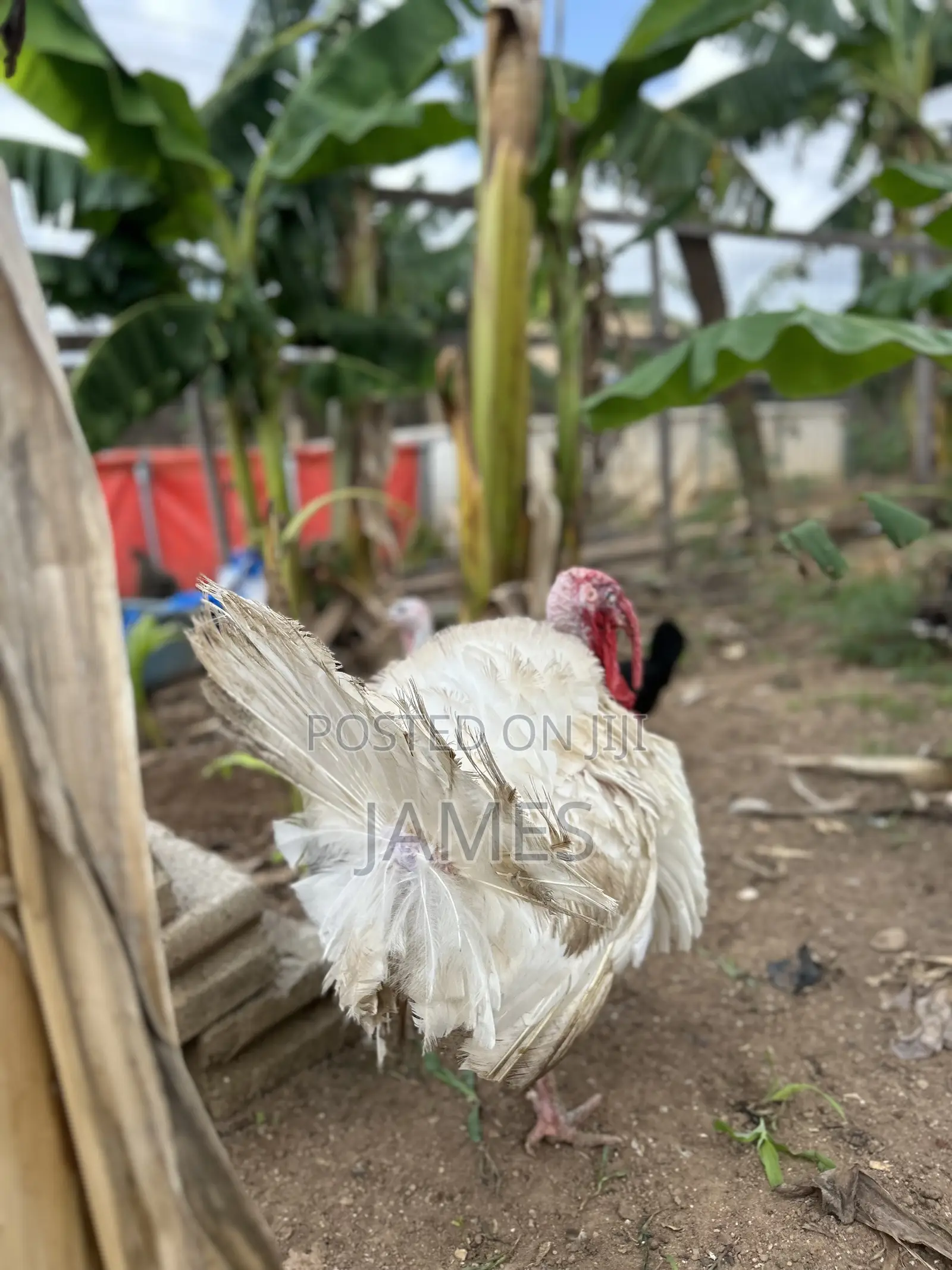 Mature Turkeys Foreign