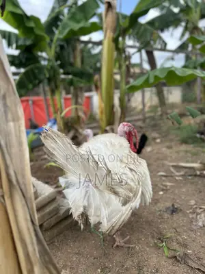Mature Turkeys Foreign