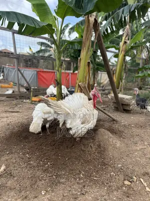 Mature Turkeys Foreign
