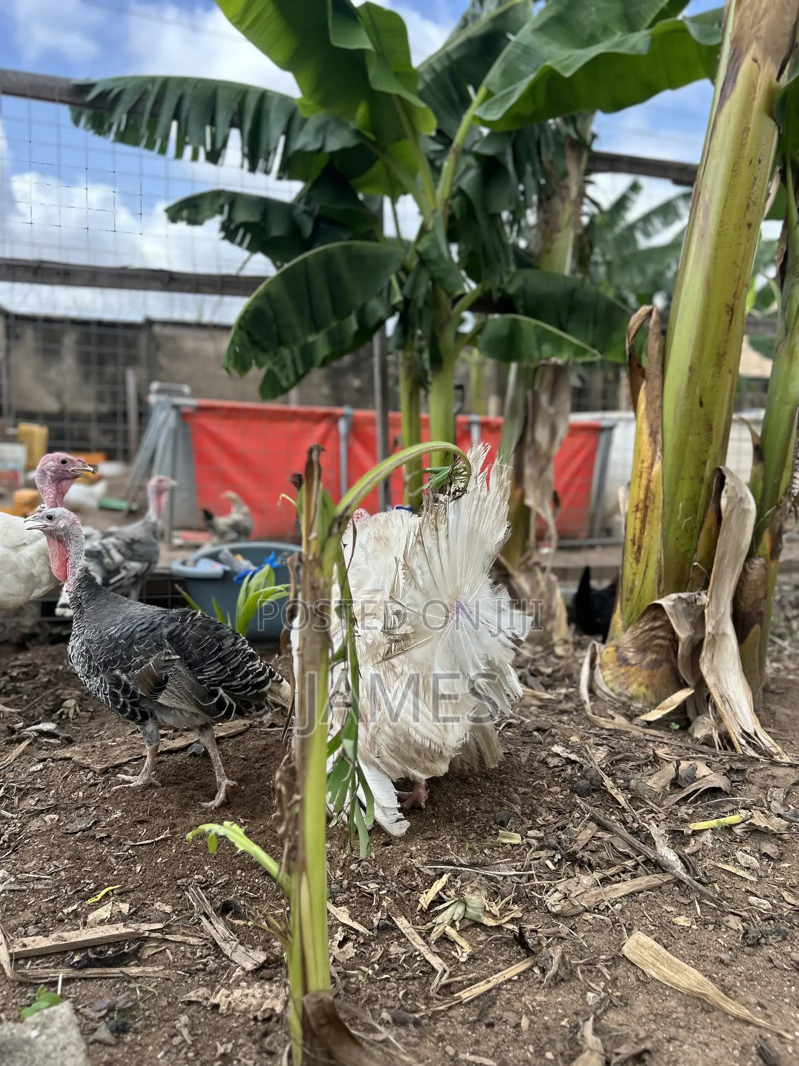 Mature Turkeys Foreign