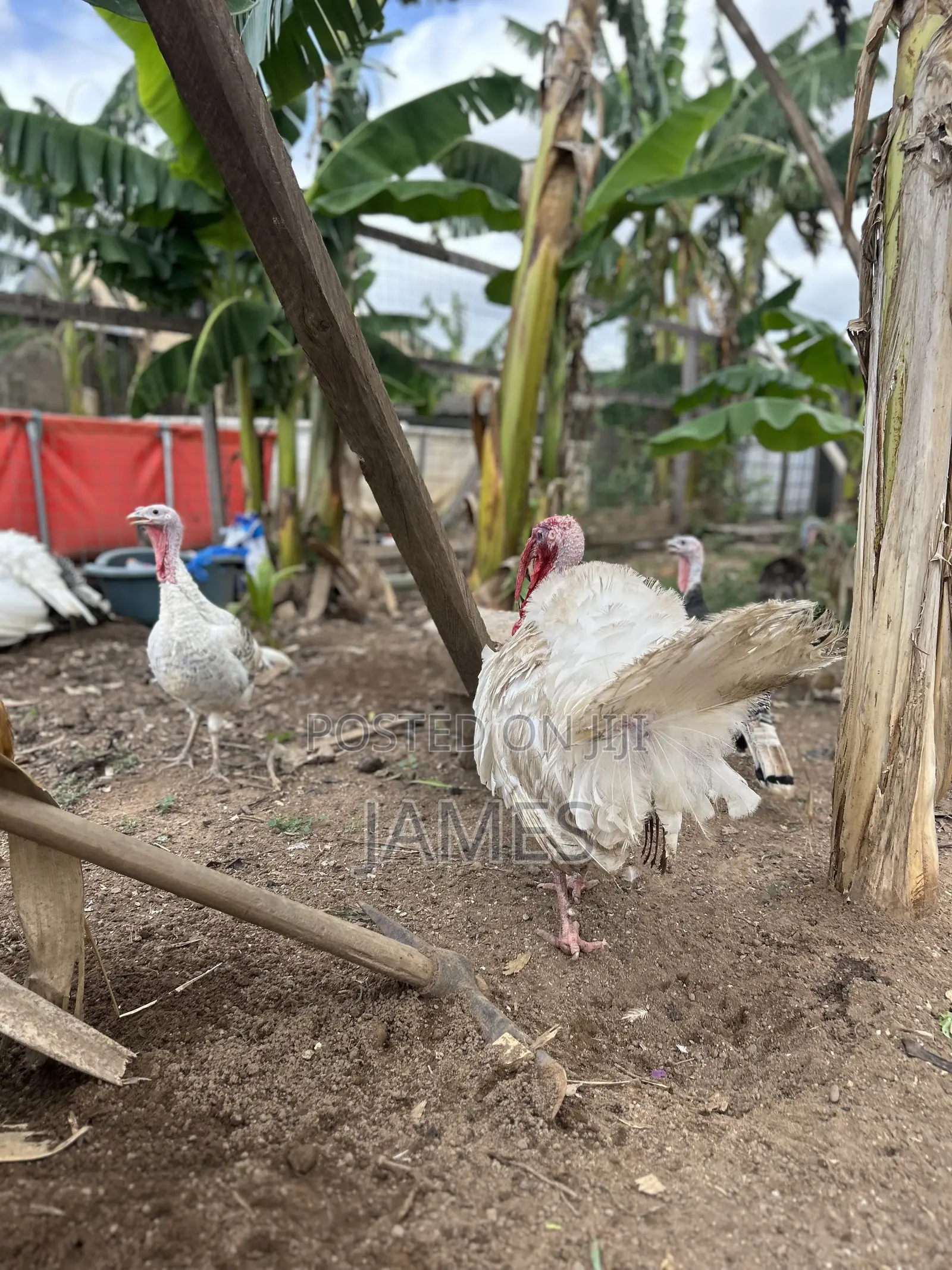 Mature Turkeys Foreign