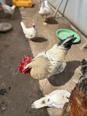 Imported Saso From Belgium Chicken