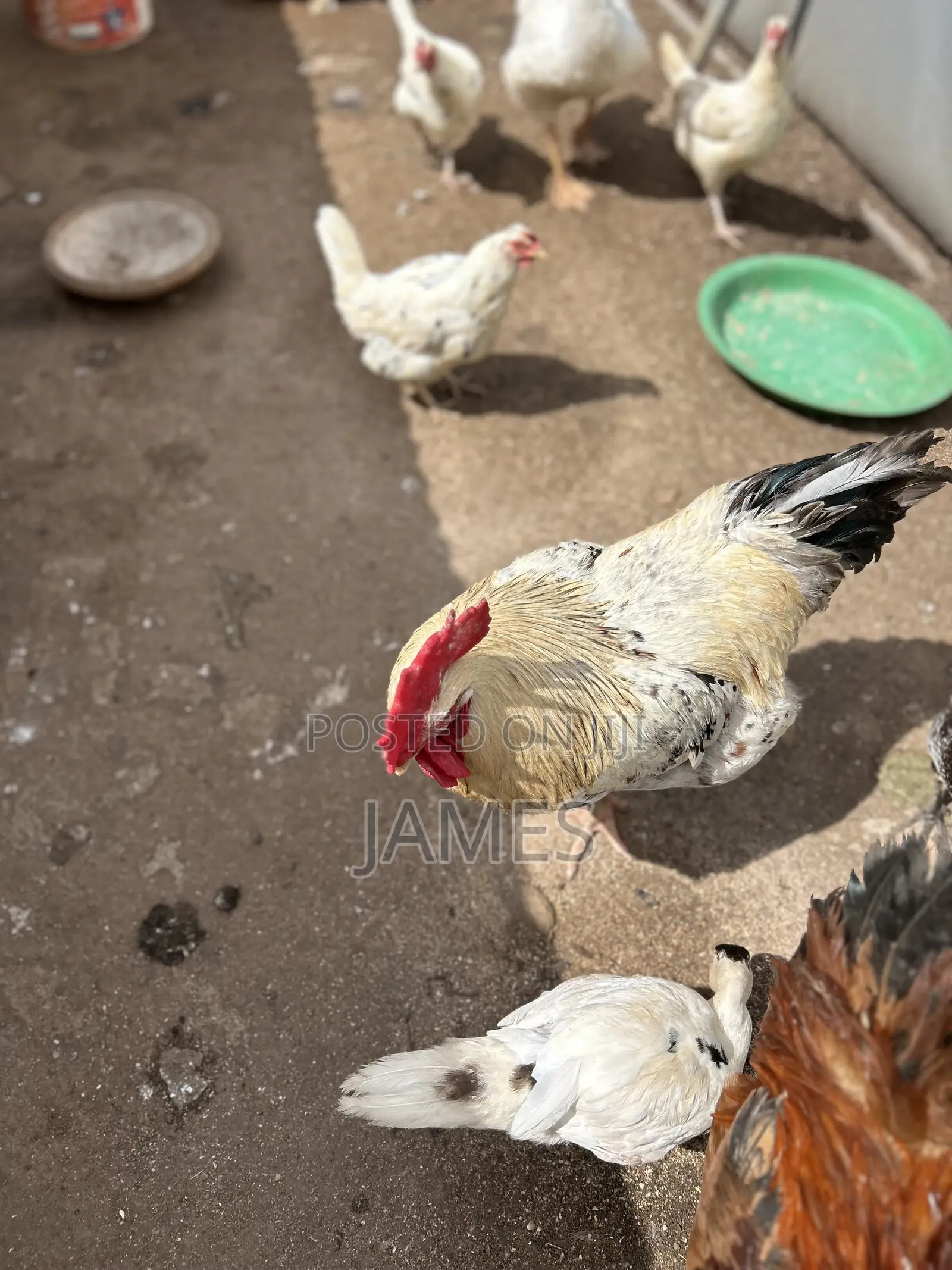 Imported Saso From Belgium Chicken