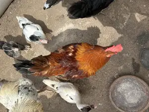 Imported Saso From Belgium Chicken
