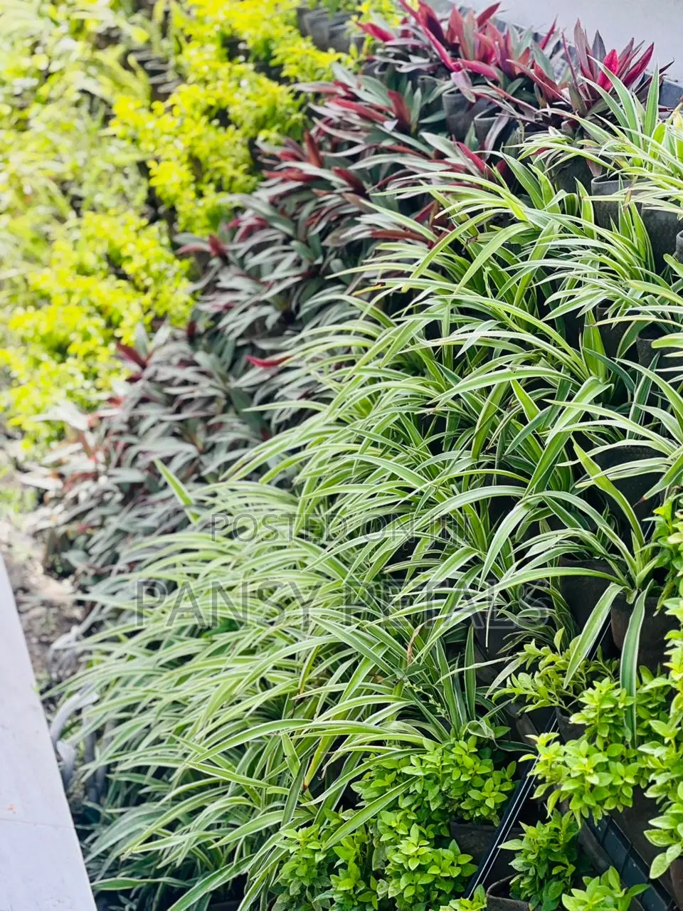Greenwall/Vertical Garden