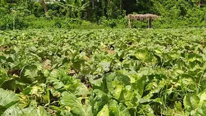Freshly Harvested Cabbage for Sale