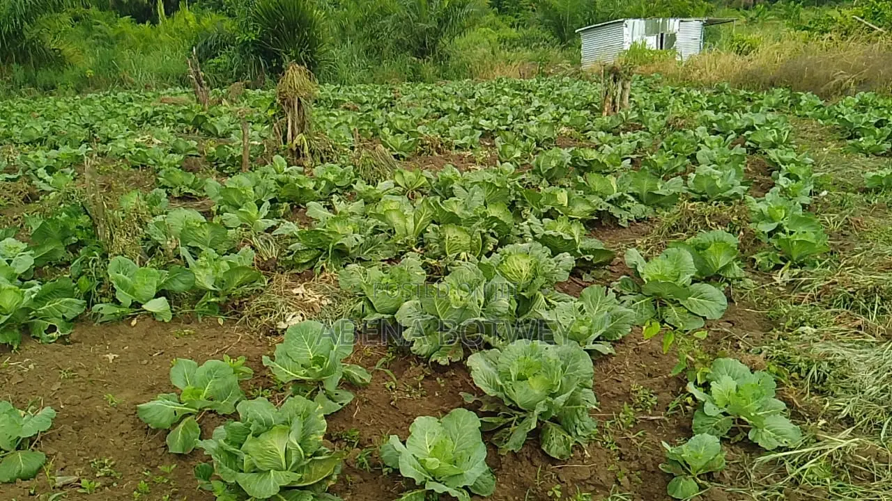 Freshly Harvested Cabbage for Sale