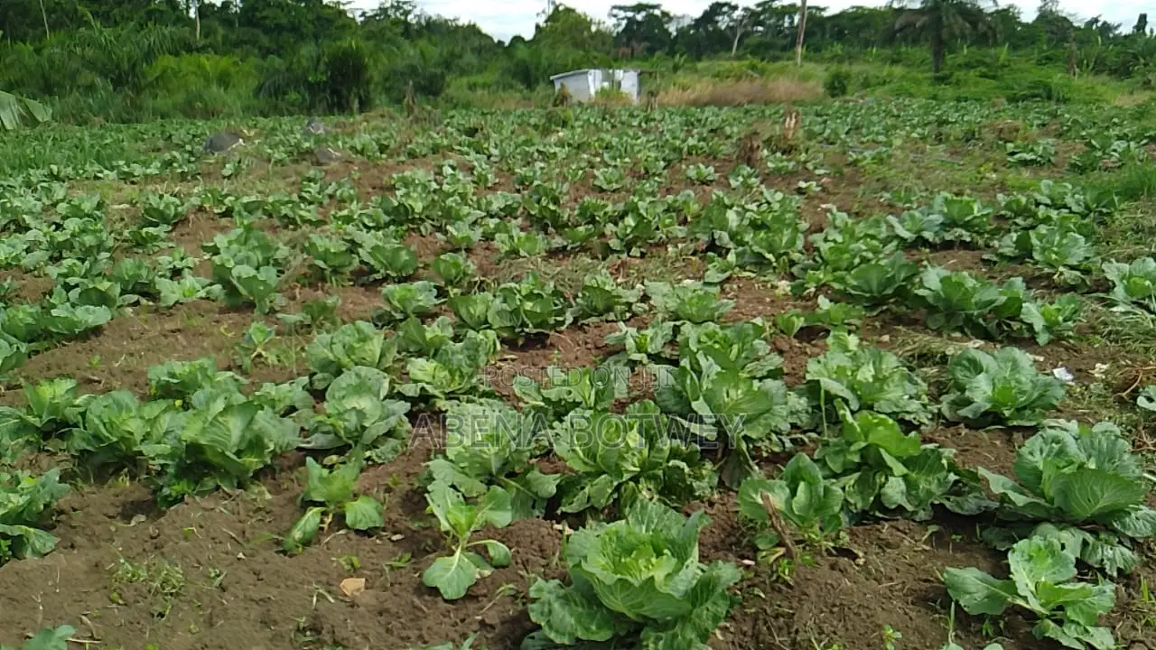 Freshly Harvested Cabbage for Sale